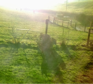 Early morning visitor