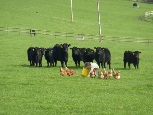 Charlotte feeding the cattle….and chickens