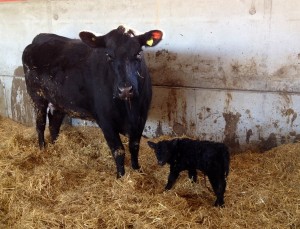 Little & large