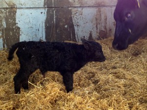 FIRST CALF FOR 2014