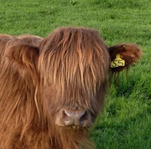 Dun dehorned highland