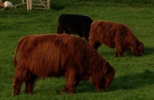 New surrogates – we welcome some Highlanders !