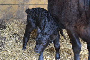 Lowline herd grows in Essex