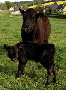 Another heifer calf