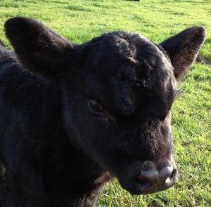 Heifer calf