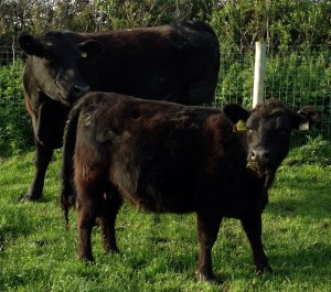Little & large – a modern Angus next to a Lowline.