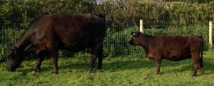 Angus vs Lowline