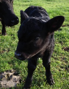 Just a couple hours old