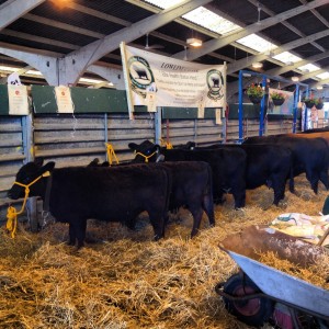 The Welsh Spring Festival