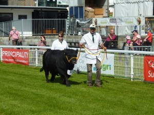 welsh spring festival 2013 001