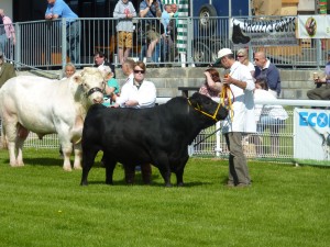 welsh spring festival 2013 013