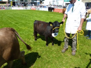 Wessex Calista yearling heifer