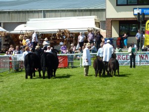 2nd place for our yearlings to the Welsh blacks