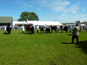 Royal Three Counties show