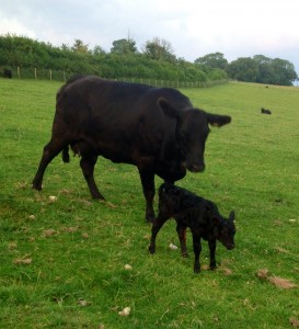 Last surrogate calved