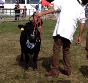 New forest show 2012 Wessex Chisum