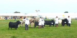 dorset show 002