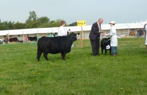 dorset show 005