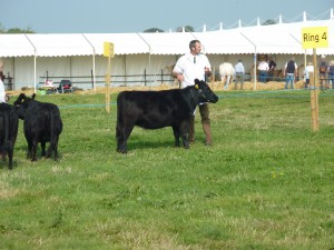 dorset show 009