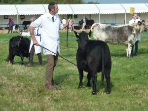dorset show 013
