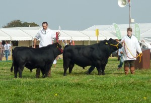 dorset show 021