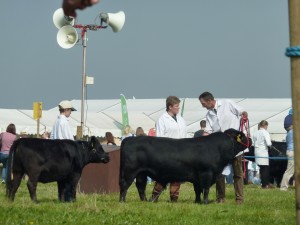 dorset show 031