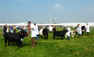 dorset show 036