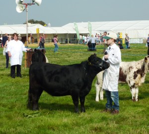 dorset show 037