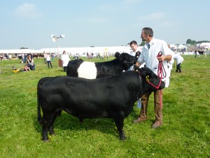 Day 2 Dorset Show