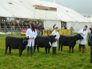 Yearling heifer class