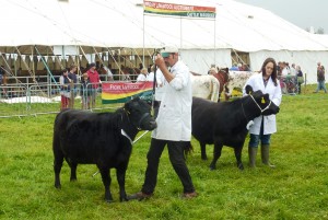 In calf heifers