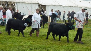 Great show of Lowlines today at Frome
