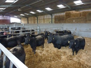 Some of the cattle in the new barns
