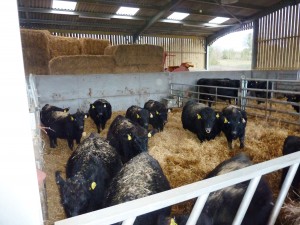 cattle dec14 016