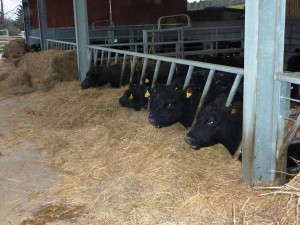 cattle dec14 020