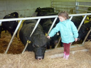 cattle dec14 025