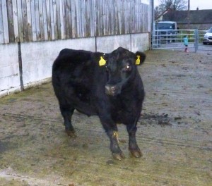 cattle dec14 043