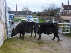 Steers looking good