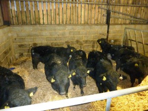 cattle dec14 075
