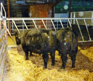 cattle dec14 081