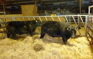 cattle dec14 084