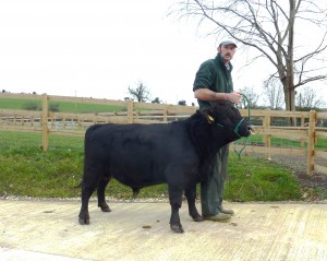 cattle dec14 094