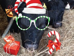 Christmas greetings