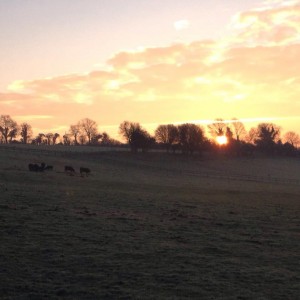 Another beautiful morning