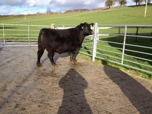 Steer ready to go…..