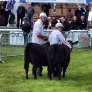Welsh spring festival – smallholders show