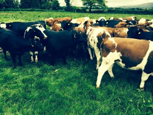 Wessex Angus Settling in