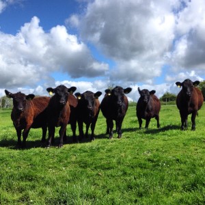 Some of the young heifers taking interest In our visitors