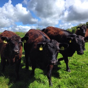 Young heifers being very inquisitive