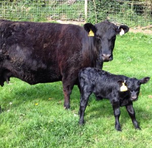 Alta Nessie and her bull calf 